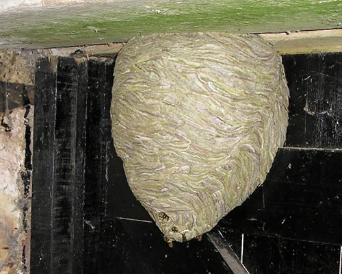 wasps nests Manchester